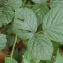  David Mercier - Rubus limitis Matzk. & H.Grossh. [1996]