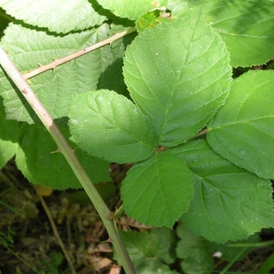 Rubus martrinii Sudre