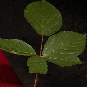 Photographie n°11402 du taxon Rubus nessensis Hall [1794]