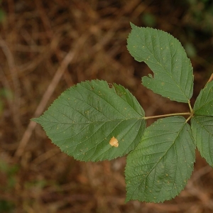 Rubus orthostachys G.Braun