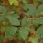  David Mercier - Rubus phyllostachys P.J.Müll. [1858]