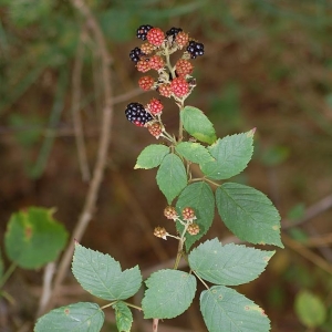  - Rubus phyllostachys P.J.Müll. [1858]