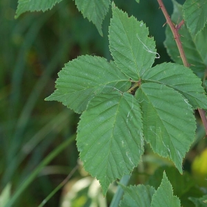 Photographie n°11465 du taxon Rubus plicatus Weihe & Nees [1822]