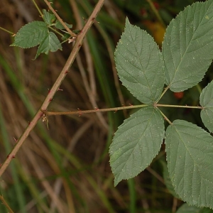 Photographie n°11466 du taxon Rubus plicatus Weihe & Nees [1822]