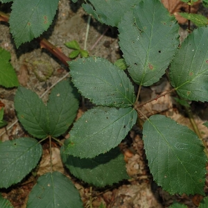 Photographie n°11470 du taxon Rubus praecox Bertol. [1842]