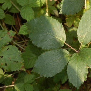 Photographie n°11471 du taxon Rubus praecox Bertol. [1842]