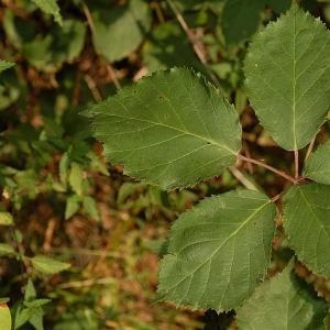Photographie n°11473 du taxon Rubus praecox Bertol. [1842]