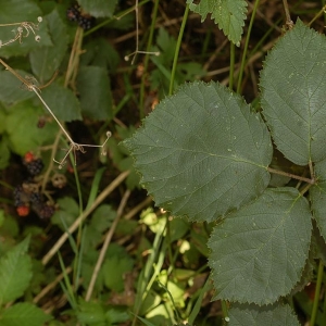 Photographie n°11475 du taxon Rubus praecox Bertol. [1842]