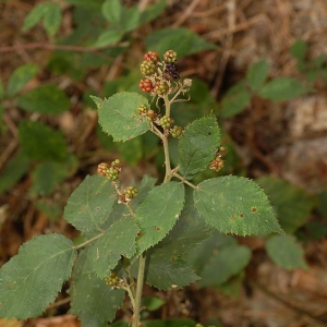Photographie n°11477 du taxon Rubus praecox Bertol. [1842]