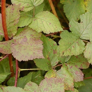 Photographie n°11478 du taxon Rubus x idaeoides Ruthe [1834]