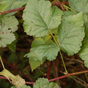 Photographie n°11479 du taxon Rubus x idaeoides Ruthe [1834]