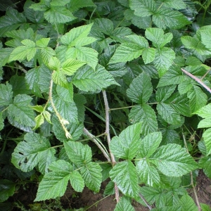 Photographie n°11480 du taxon Rubus x idaeoides Ruthe [1834]