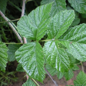 Photographie n°11481 du taxon Rubus x idaeoides Ruthe [1834]