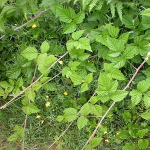 Photographie n°11482 du taxon Rubus x idaeoides Ruthe [1834]