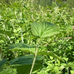  - Rubus x idaeoides Ruthe [1834]