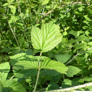  - Rubus x idaeoides Ruthe [1834]