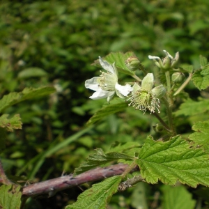 Rubus ×idaeoides Ruthe (Faux Framboisier)
