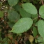 David Mercier - Rubus radula Weihe ex Boenn. [1824]