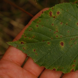 Photographie n°11535 du taxon Rubus radula Weihe ex Boenn. [1824]