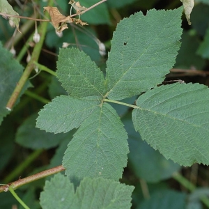 Photographie n°11538 du taxon Rubus rhombicus H.E.Weber [1997]