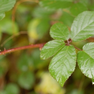 Rubus salisburgensis Focke