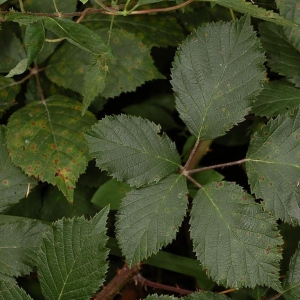 Rubus atrovirens P.J.Müll.