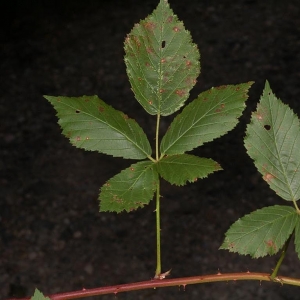 Rubus suevicola H.E.Weber