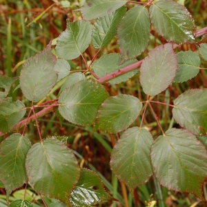 Photographie n°11582 du taxon Rubus sulcatus Vest [1821]