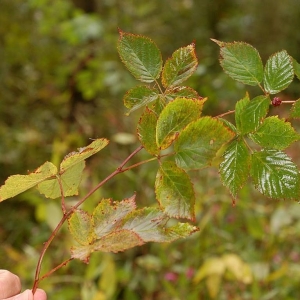 Photographie n°11583 du taxon Rubus sulcatus Vest [1821]