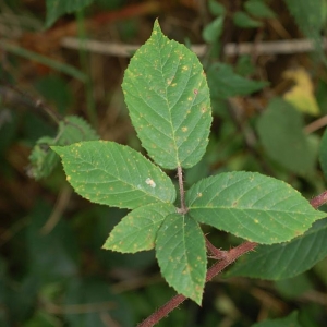 Rubus tauni W.Schnedler & H.Grossh.