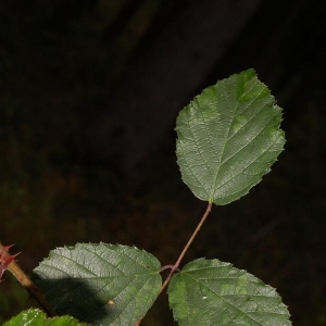 Rubus thelybatos Focke