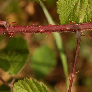 Photographie n°11593 du taxon Rubus transvestitus Matzk. [1995]