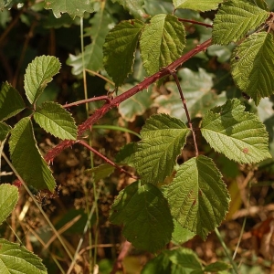 Photographie n°11594 du taxon Rubus transvestitus Matzk. [1995]