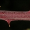  David Mercier - Rubus ulmifolius Schott [1818]