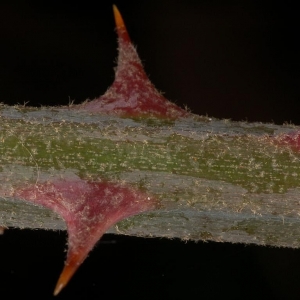 Photographie n°11599 du taxon Rubus ulmifolius Schott [1818]