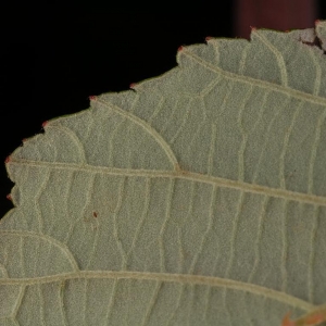 Photographie n°11600 du taxon Rubus ulmifolius Schott [1818]