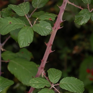 Photographie n°11602 du taxon Rubus ulmifolius Schott [1818]