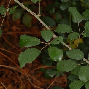 Photographie n°11603 du taxon Rubus ulmifolius Schott [1818]