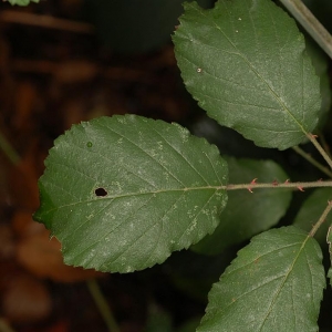 Photographie n°11604 du taxon Rubus ulmifolius Schott [1818]