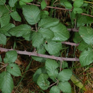 Photographie n°11607 du taxon Rubus ulmifolius Schott [1818]