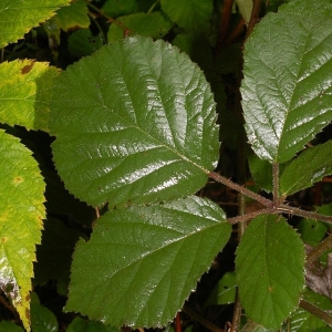 Rubus vestitus Weihe (Ronce revêtue)