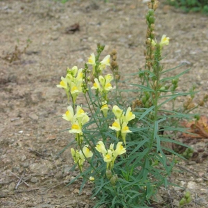 Photographie n°11678 du taxon Linaria vulgaris Mill. [1768]