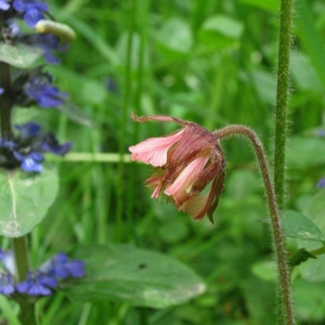 Photographie n°11828 du taxon Geum rivale L. [1753]