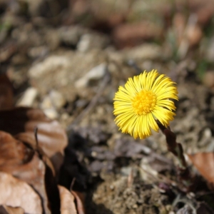 Photographie n°11831 du taxon Tussilago farfara L. [1753]