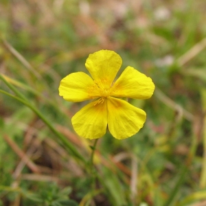 Photographie n°11837 du taxon Helianthemum nummularium (L.) Mill. [1768]