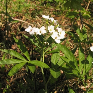 Photographie n°11841 du taxon Cardamine heptaphylla (Vill.) O.E.Schulz [1903]