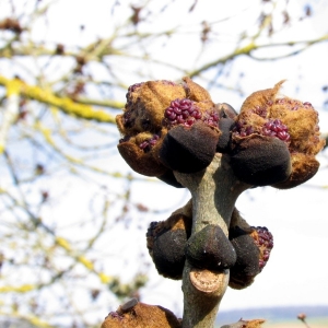 Photographie n°11846 du taxon Fraxinus excelsior L. [1753]