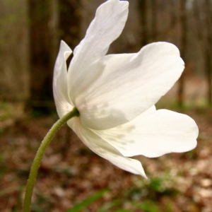 Photographie n°11848 du taxon Anemone nemorosa L. [1753]