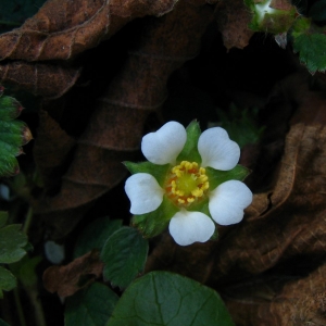 Photographie n°11849 du taxon Potentilla sterilis (L.) Garcke [1856]