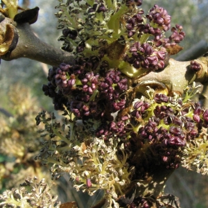 Photographie n°11857 du taxon Fraxinus excelsior L. [1753]